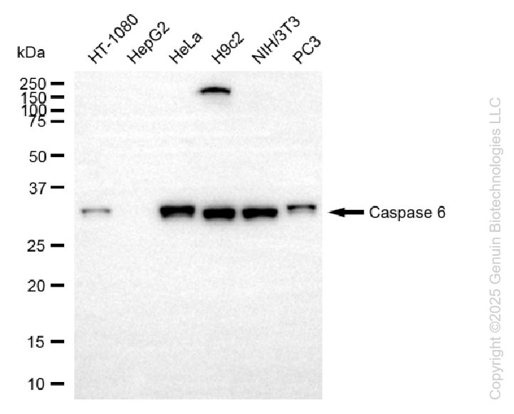 CASP6 antibody