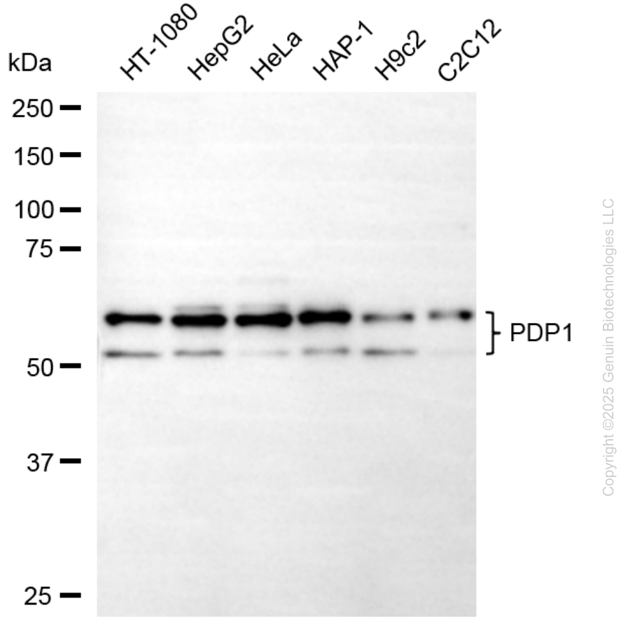 PDP1 antibody