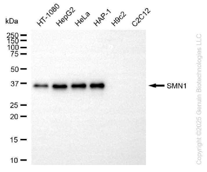 SMN1 antibody
