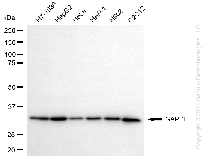 GAPDH antibody