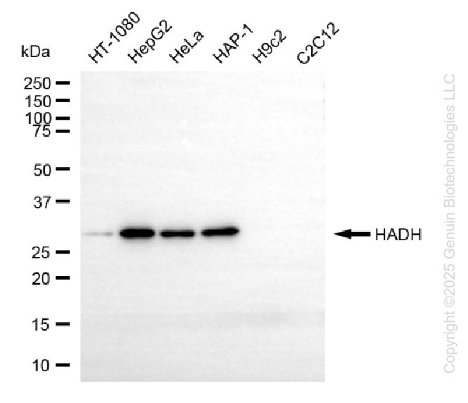 HADH antibody