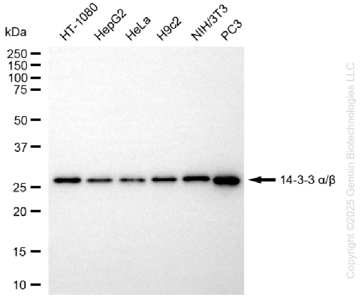YWHAB antibody