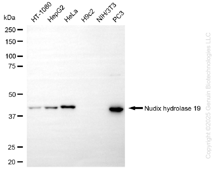 NUDT19 antibody