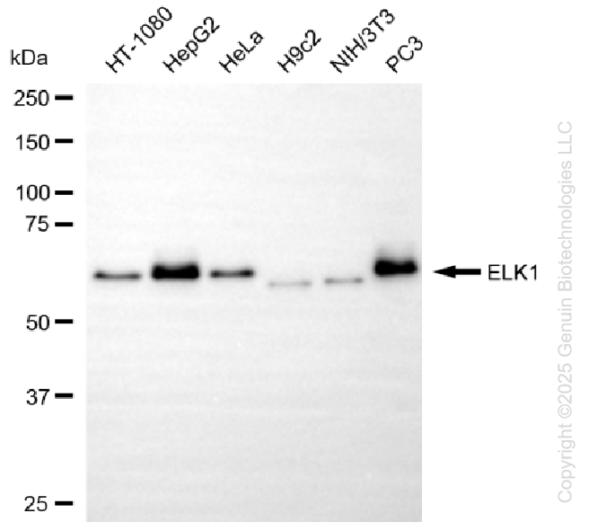 ELK1 antibody