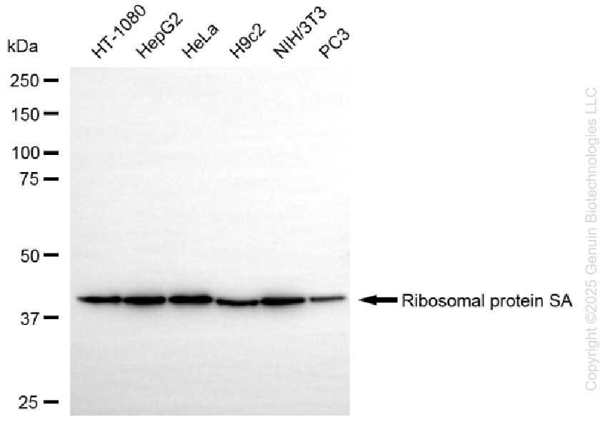 RPSA antibody