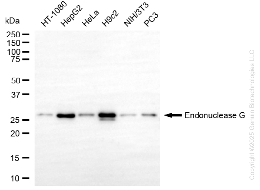 ENDOG antibody