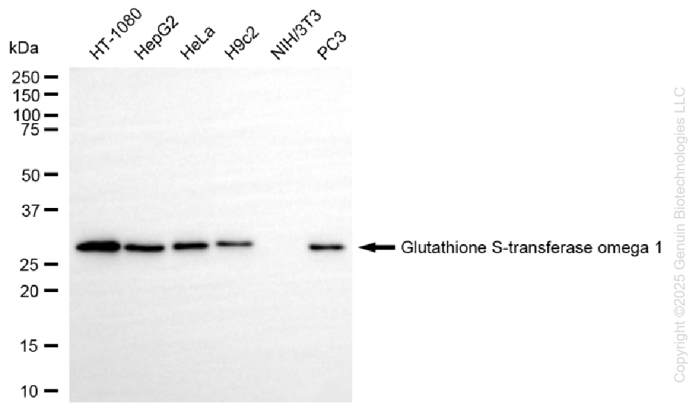 GSTO1 antibody