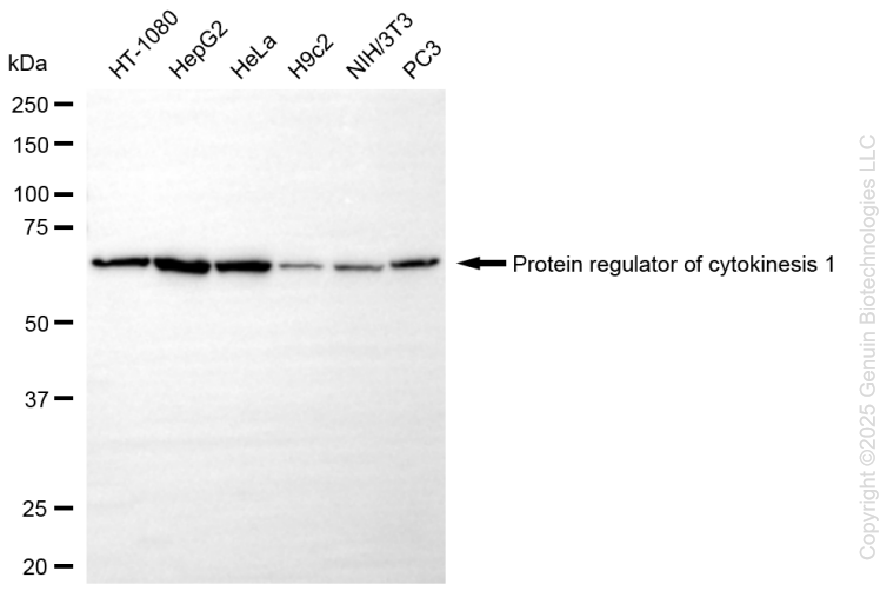 PRC1 antibody