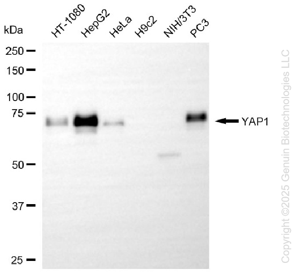 YAP1 antibody