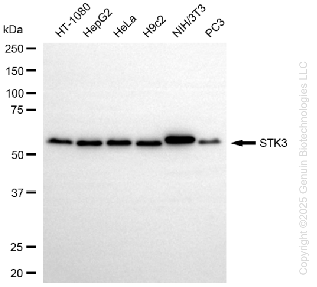 STK3 antibody