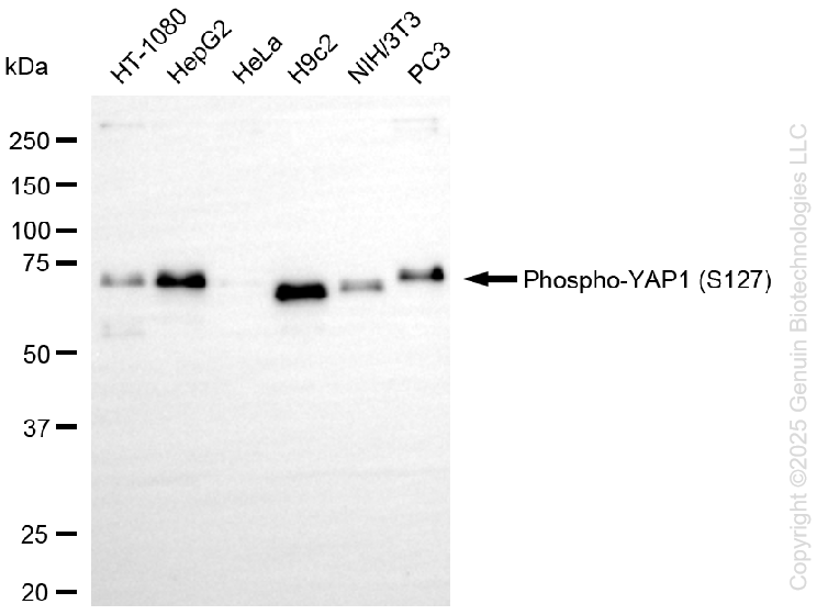 YAP1 antibody