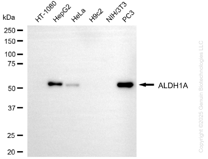 ALDH1A3 antibody