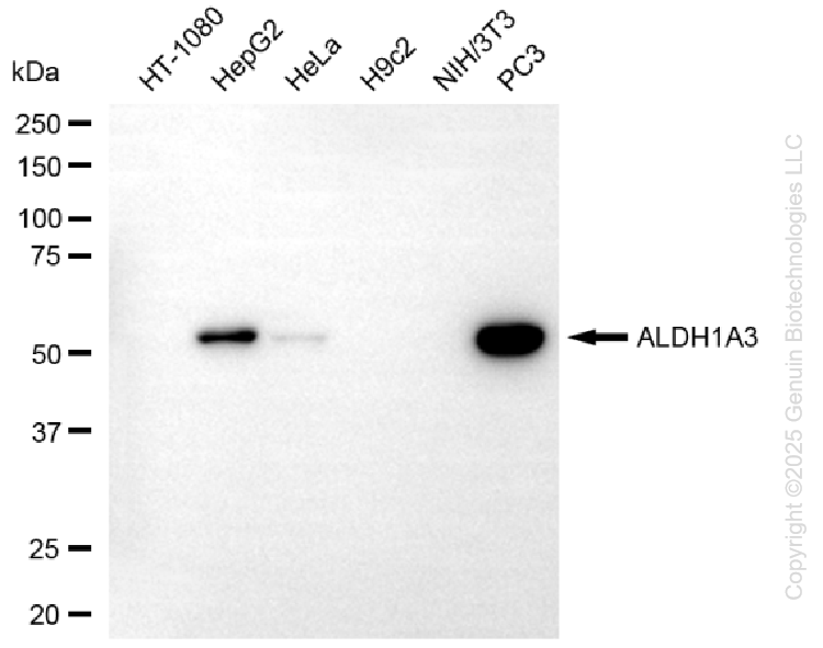 ALDH1A3 antibody