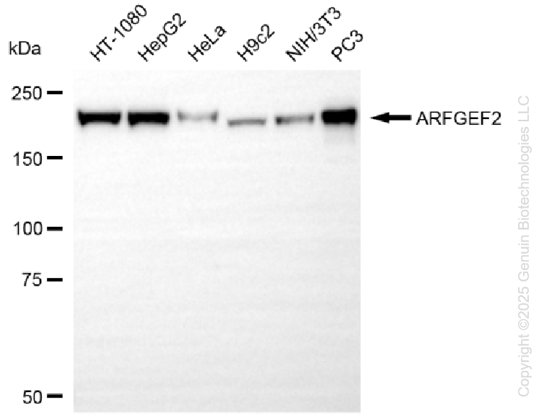 ARFGEF2 antibody