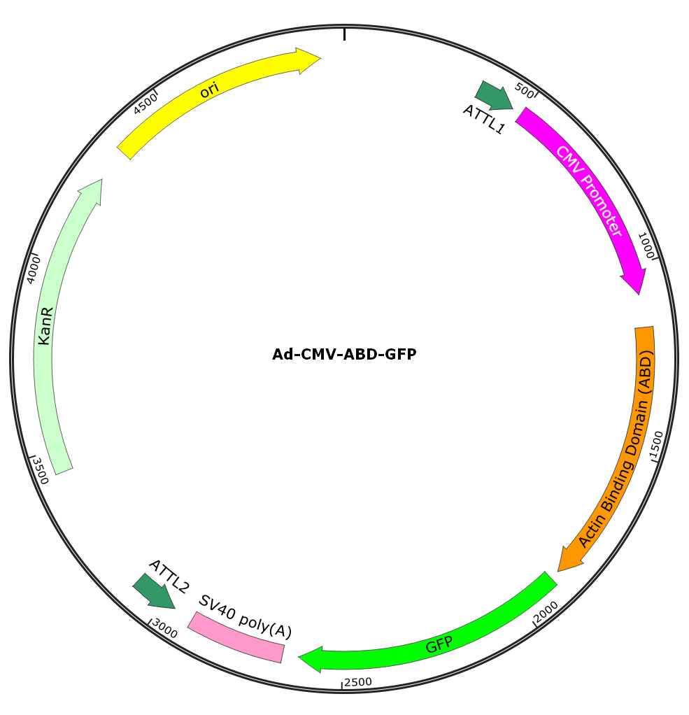 Adenovirus ABD-GFP