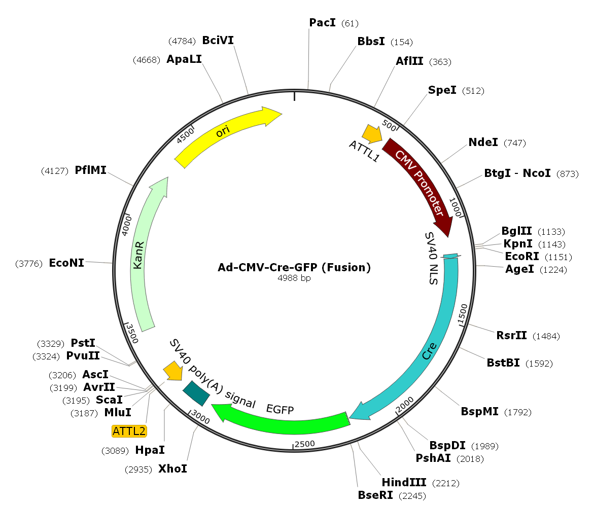 premade adenovirus,LV-CAG-Null,Adenovirus Cre-GFP,Cre recombinase