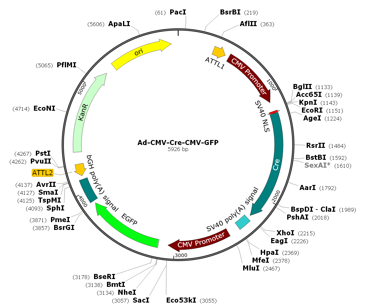 Adenovirus Cre-GFP