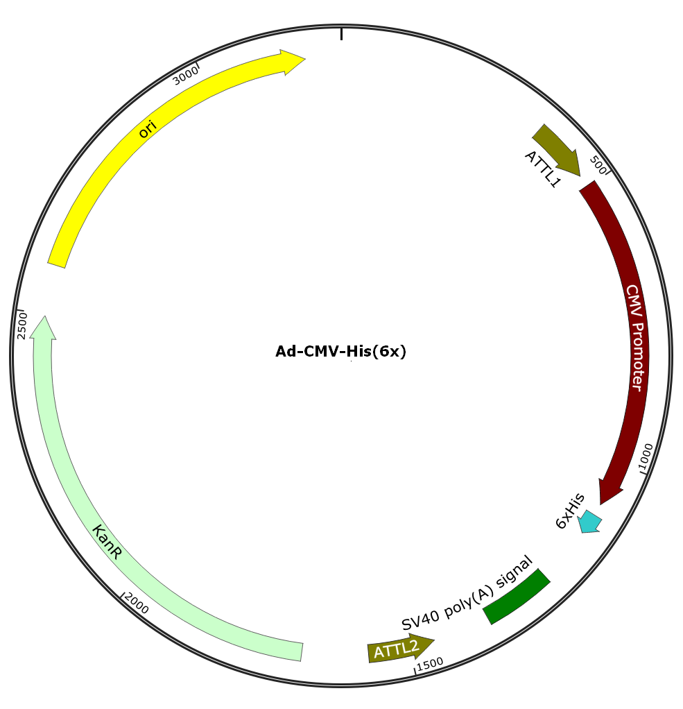Adenovirus His
