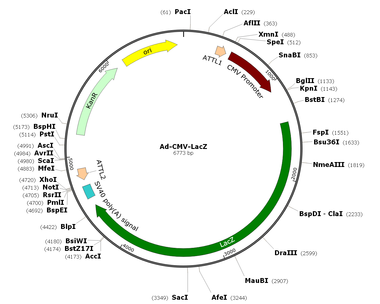 Adenovirus LacZ