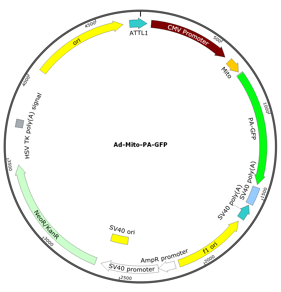 Adenovirus Mito-PA-GFP
