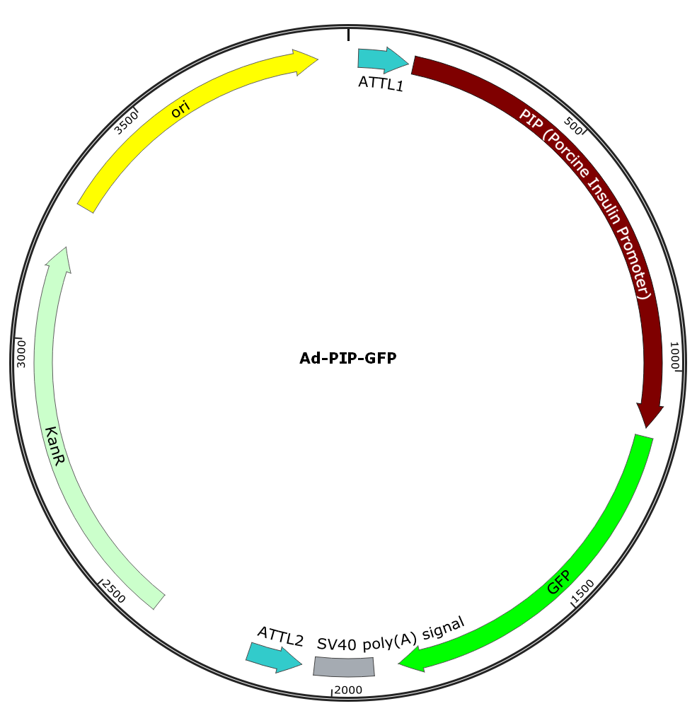 Adenovirus PIP-GFP