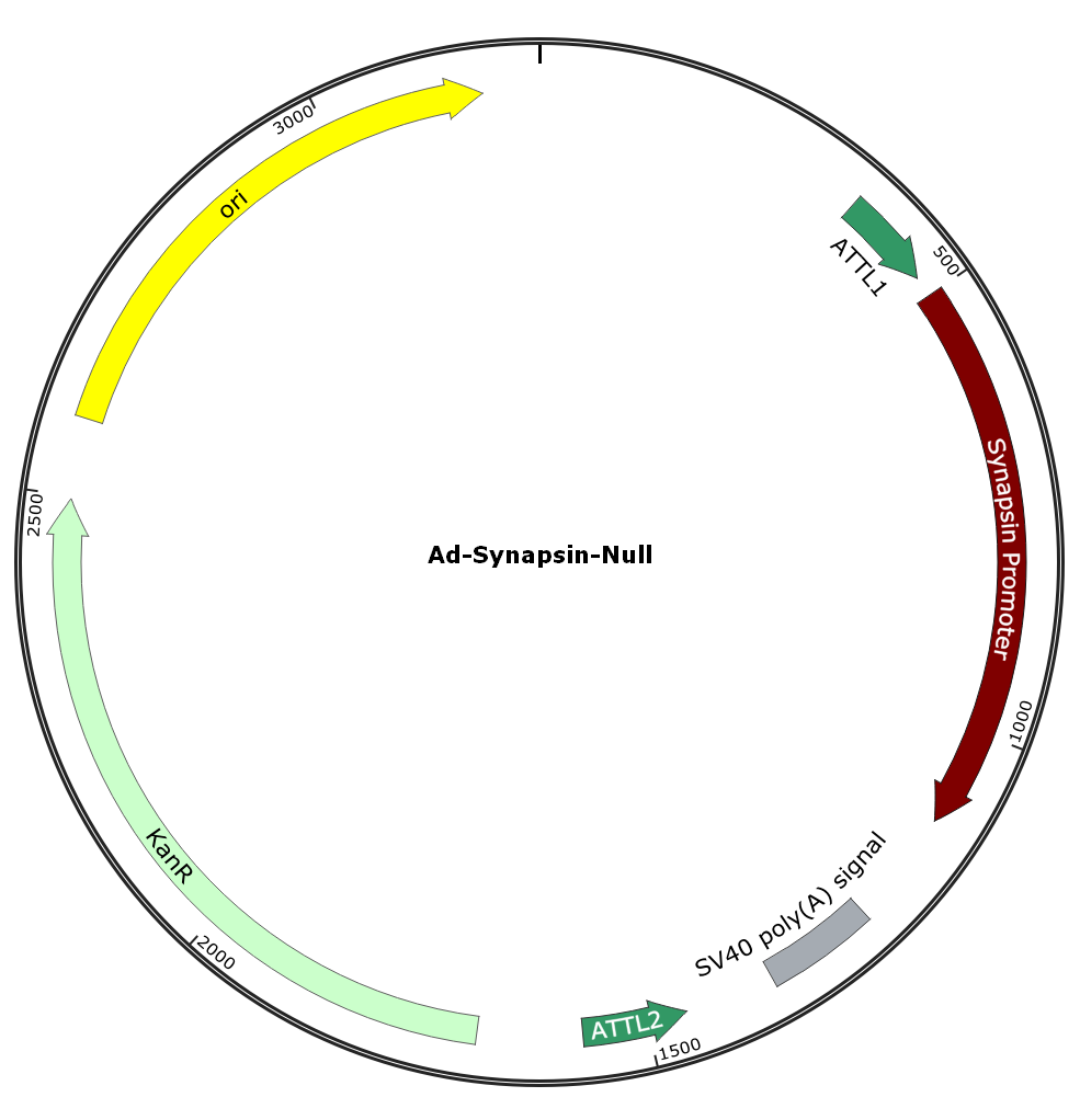 Adenovirus Synapsin-Null