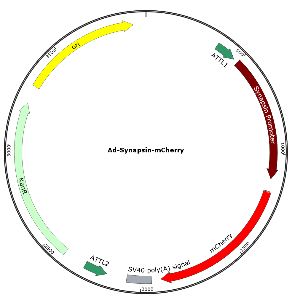 Adenovirus Synapsin-mCherry
