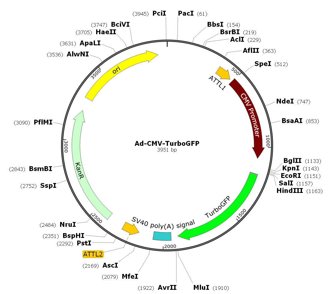 Adenovirus TurboGFP