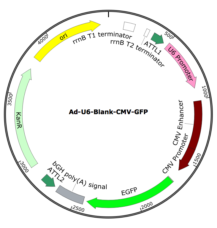 Adenovirus U6-Blank-GF