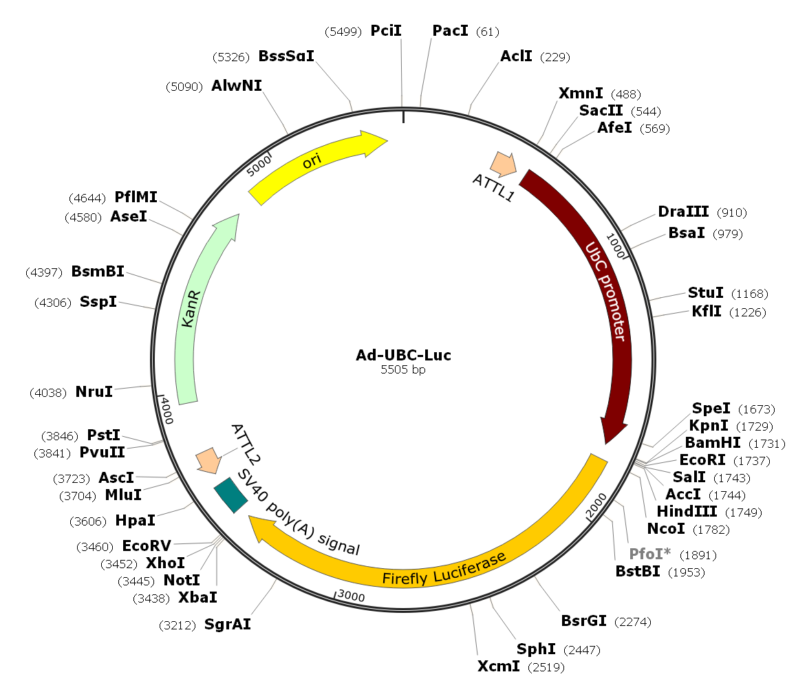 Adenovirus UBC-Luc