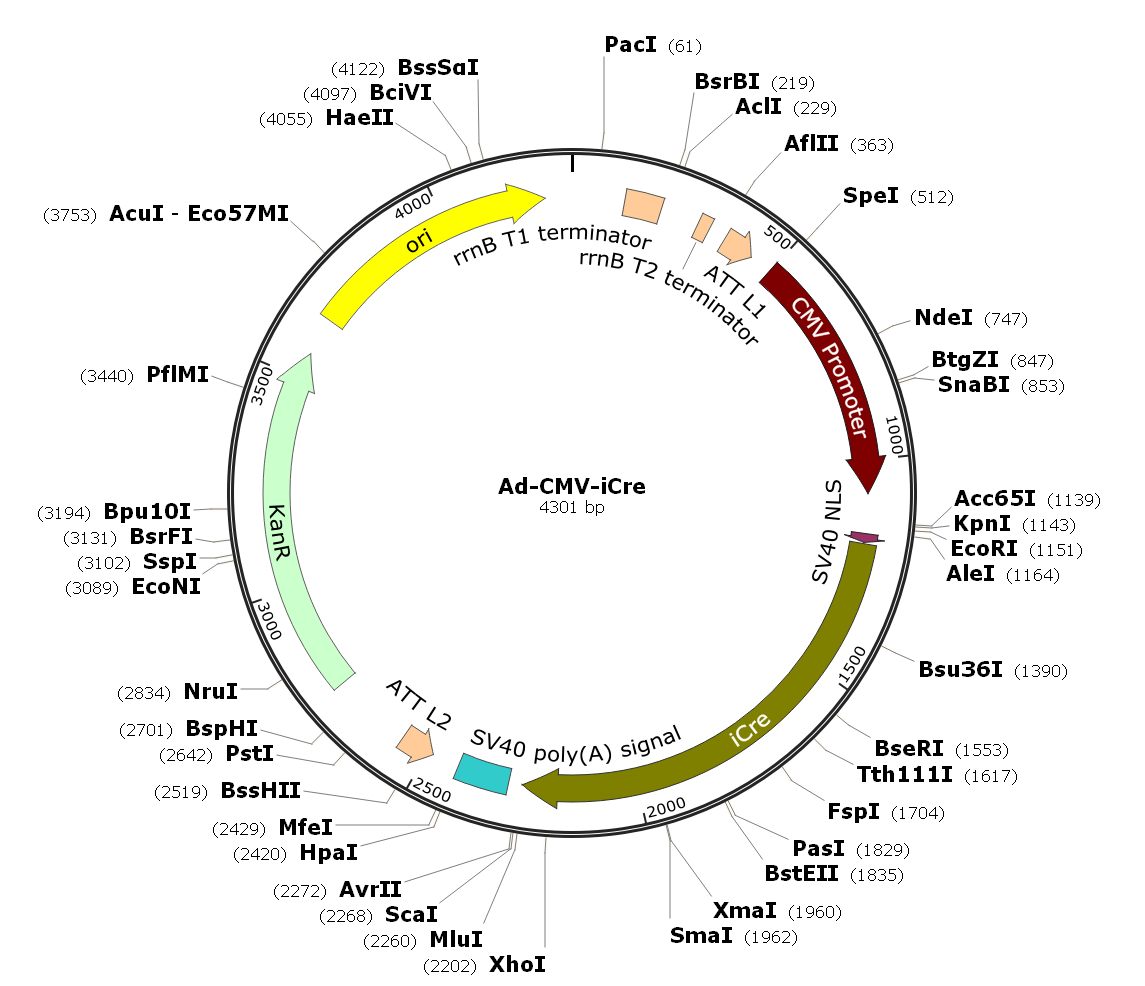 Adenovirus iCre