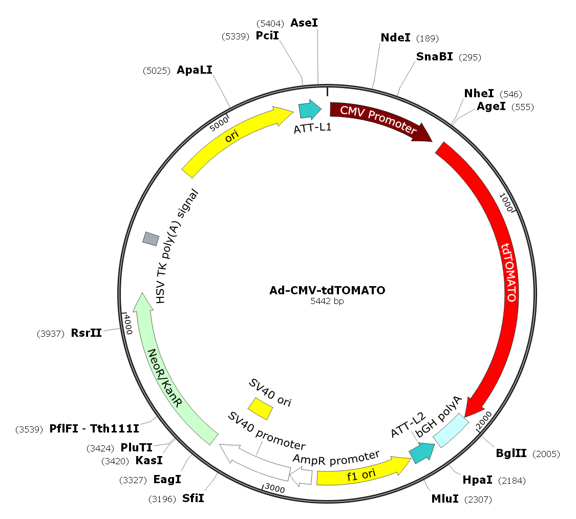 Adenovirus tdTomato