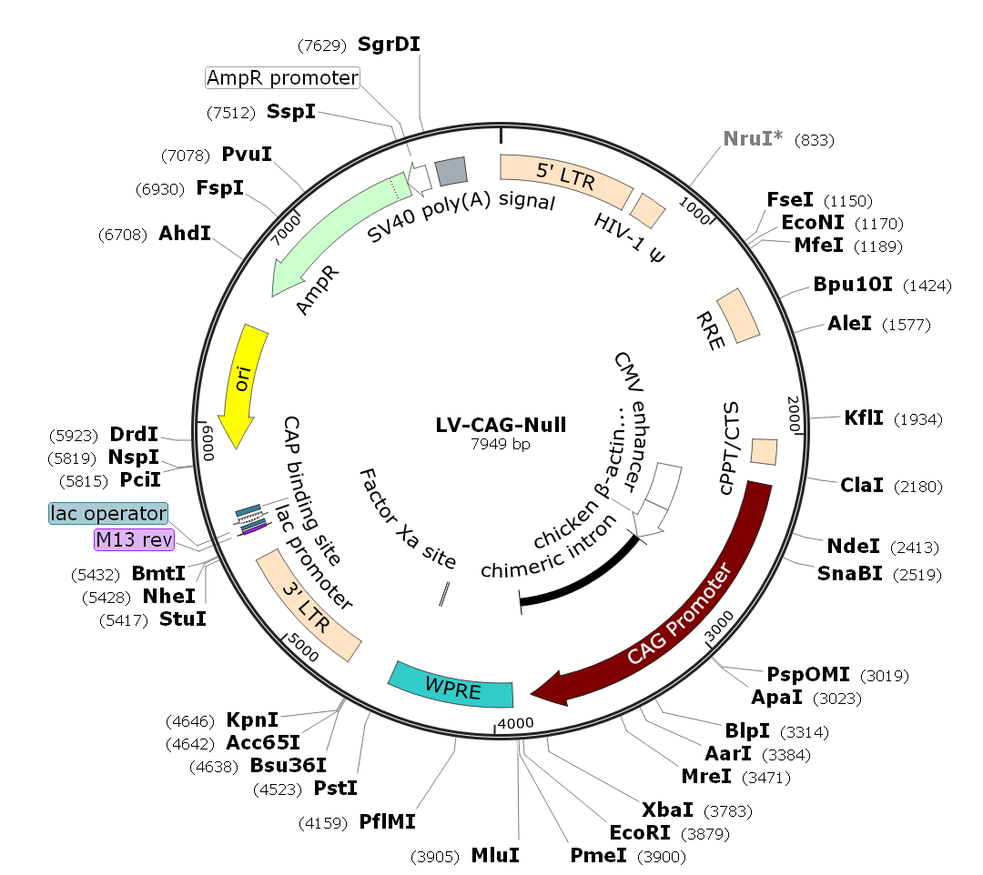 premade lentivirus,LV-CAG-Null,EF1α-Null-Puro Lentivirus,CAG-Null Lentivirus