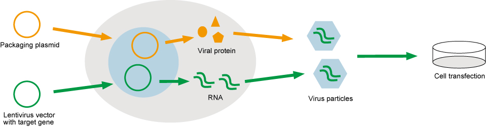 Lentiviral Packaging Kit