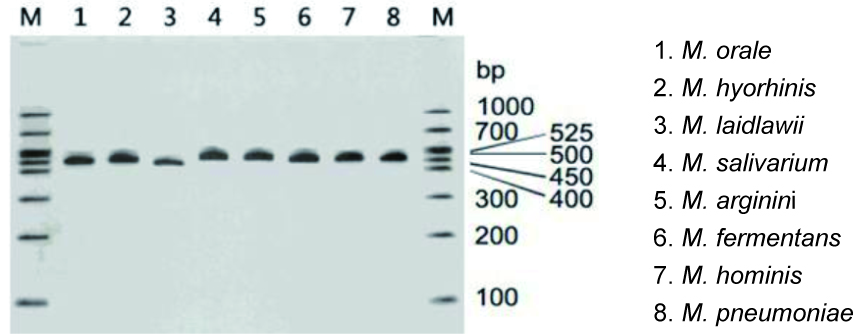 mycoplasma pcr