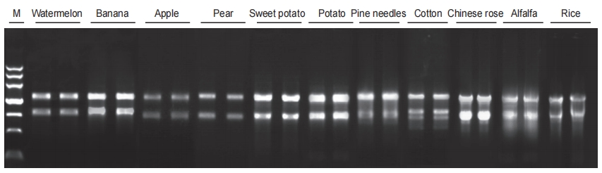 Plant RNA extraction kit