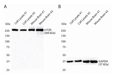 ripa buffer
