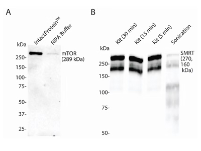 cell lysis kit