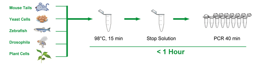 mouse genotyping kit