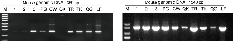 genotyping kit