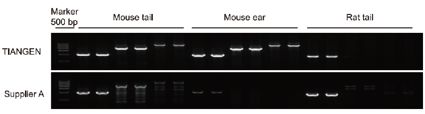 mouse genotyping kit