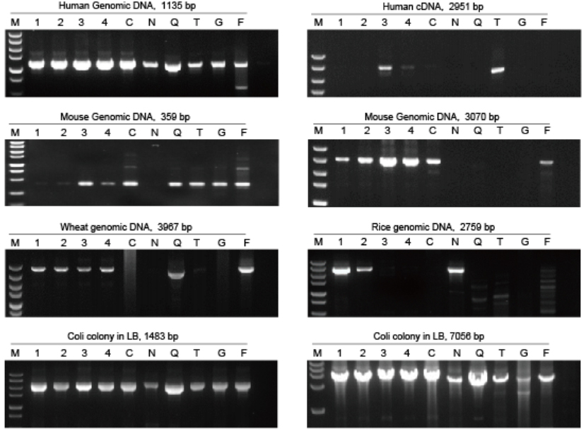 PCR Master Mix