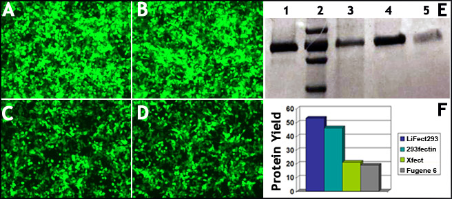 transfection protocol