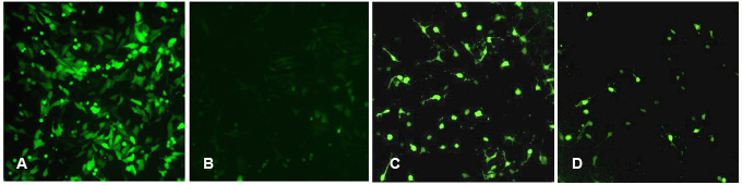 transfection reagents