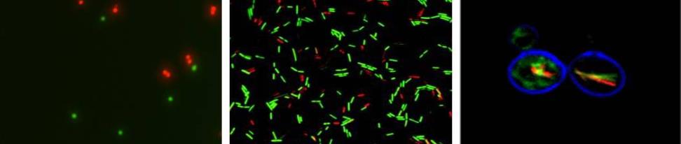 Cell Viability Kits