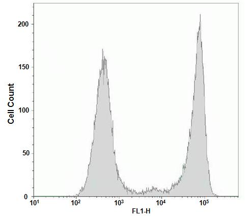 cell cycle analysis by flow cytometry