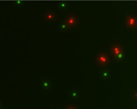 Animal Cell Viability Kit