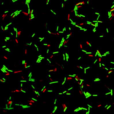 LiFluor™ Bacteria Cell Viability