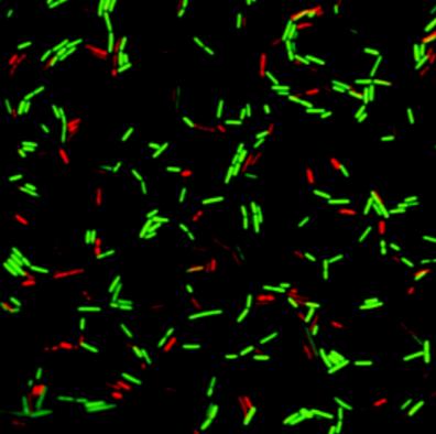 bacterial viability kit