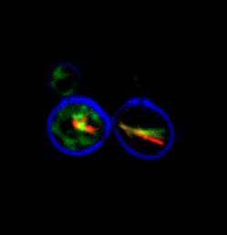 Yeast Cell Viability Kit